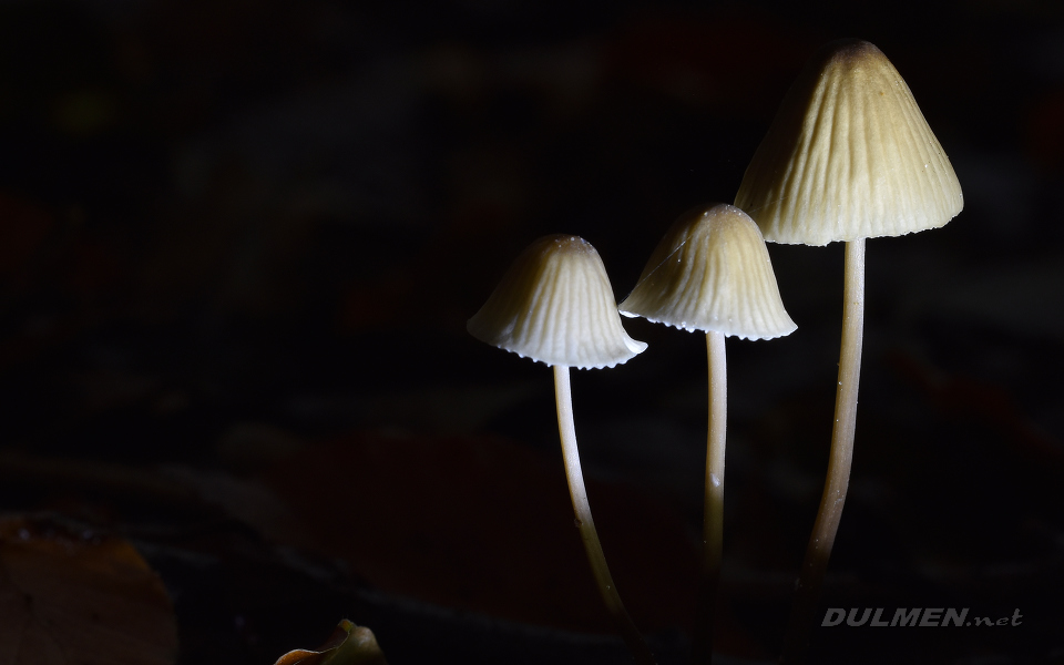 Mycena